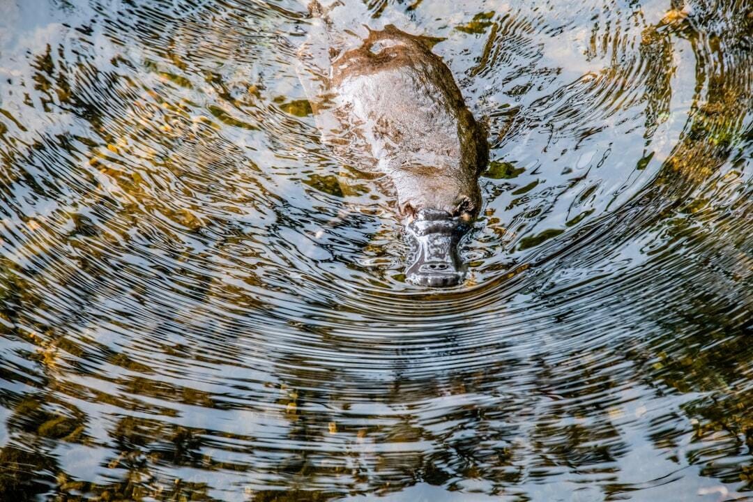 The ripples of a rarely seen Platypus in the wild