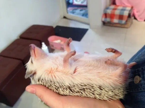 hedgehog-cafe3-600x450