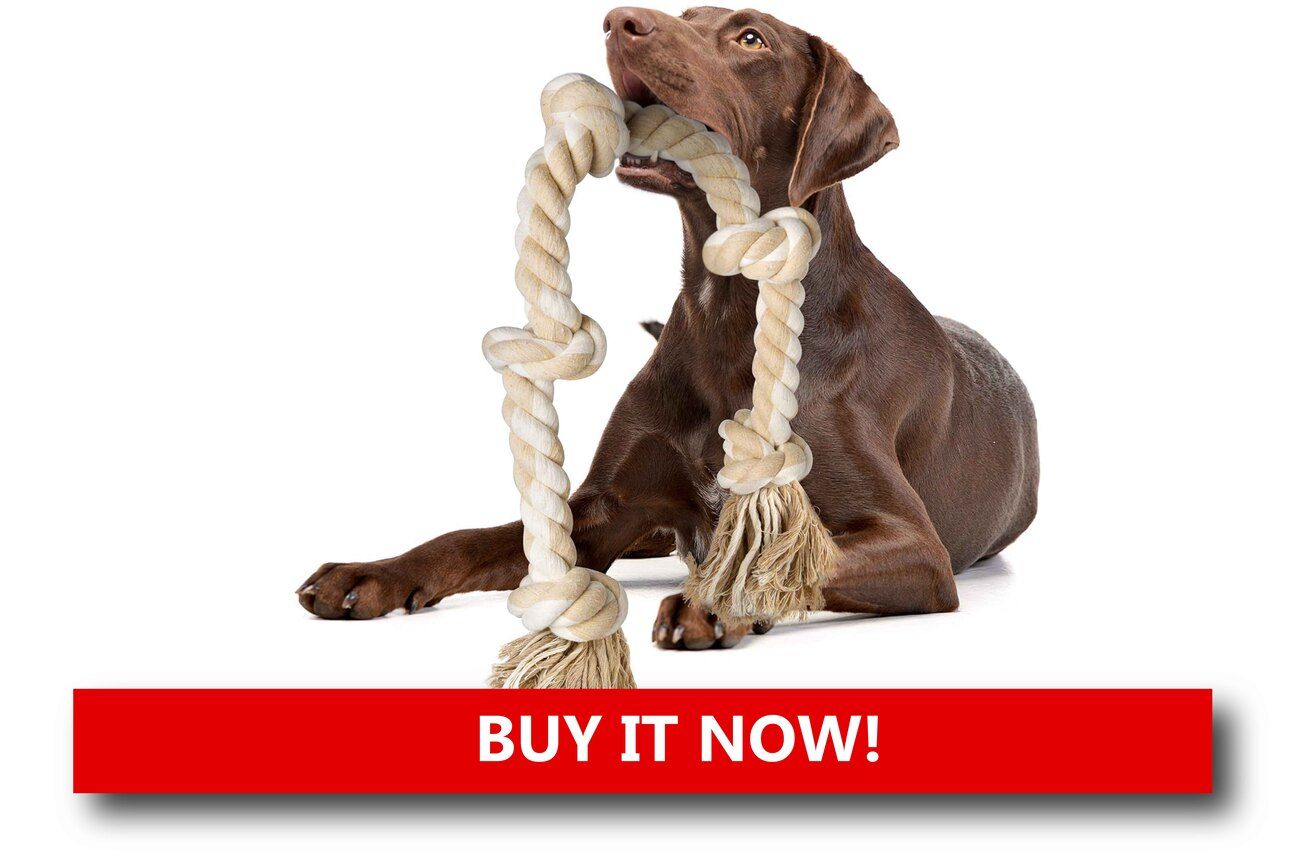 Interactive Toys You Can Play With Together Alt text: A tug rope and puzzle feeder toy scattered on the living room floor as a dog and its owner play together in a warmly lit, holiday-decorated space.