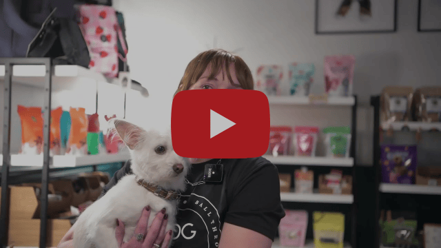 Leash and Collar with Shawn Saelao