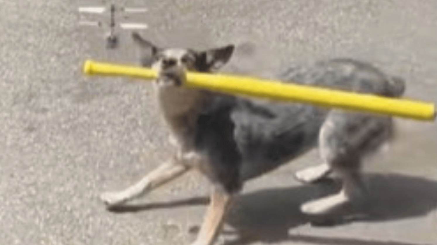 Image shows Pepper the Dog preparing to whack a drone with her baseball bat.