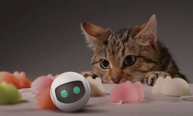 RollyCat connected object cat