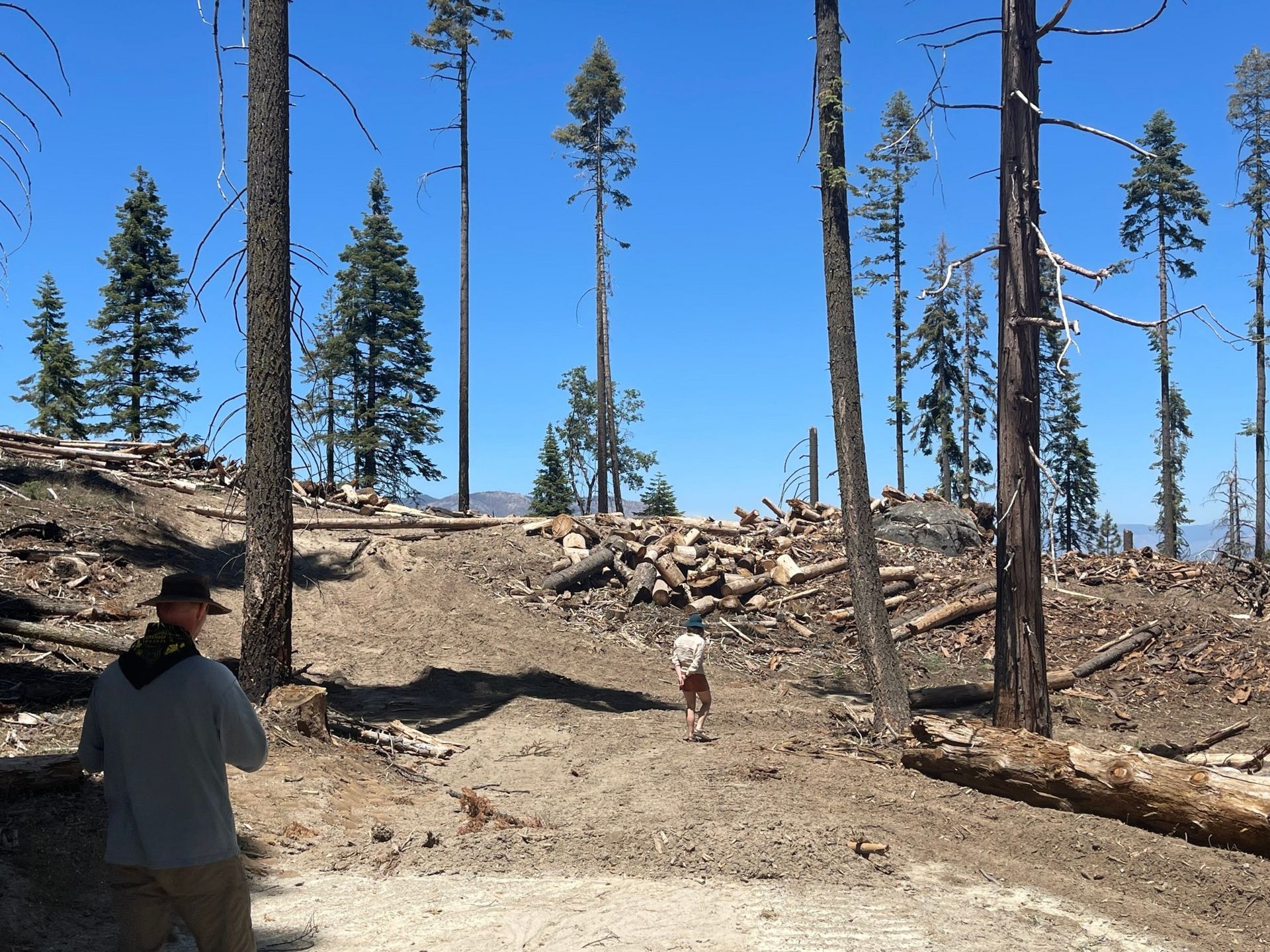 Massive logging operation and compacted soil from "restoration" equipment in Packsaddle Grove, within Giant Sequoia National Monument | Photo by JMP staff, June 20, 2025