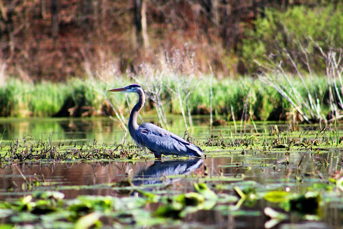 Wetlands and bird