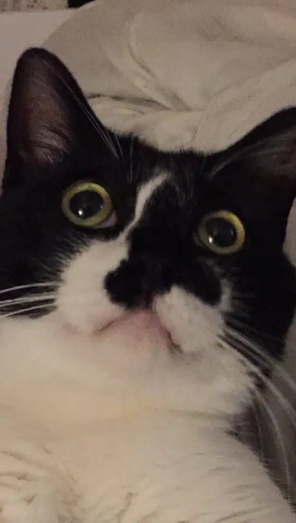 cat-scare