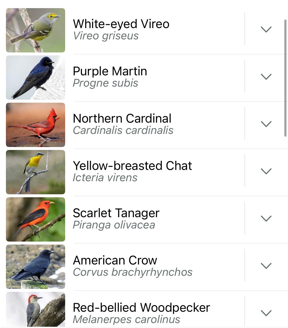 list of birds: white-eyed vireo, purple Martin, cardinal, yellow-breasted chat, scarlet tanager, crow, red-bellied woodpecker