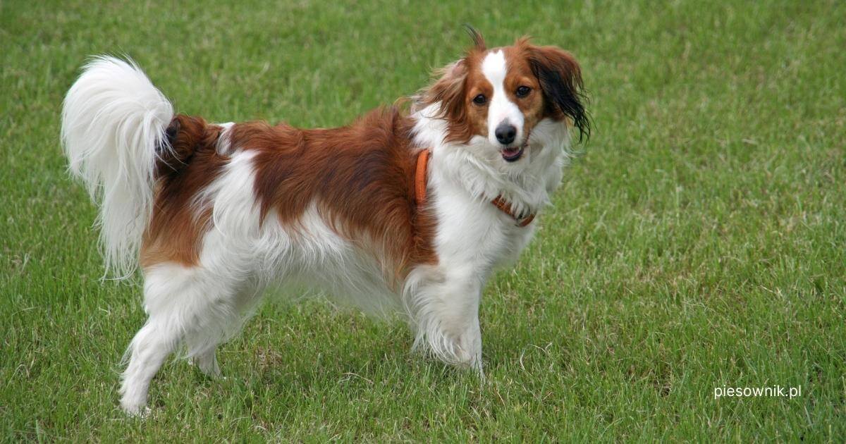 pies kooikerhondje na trawie