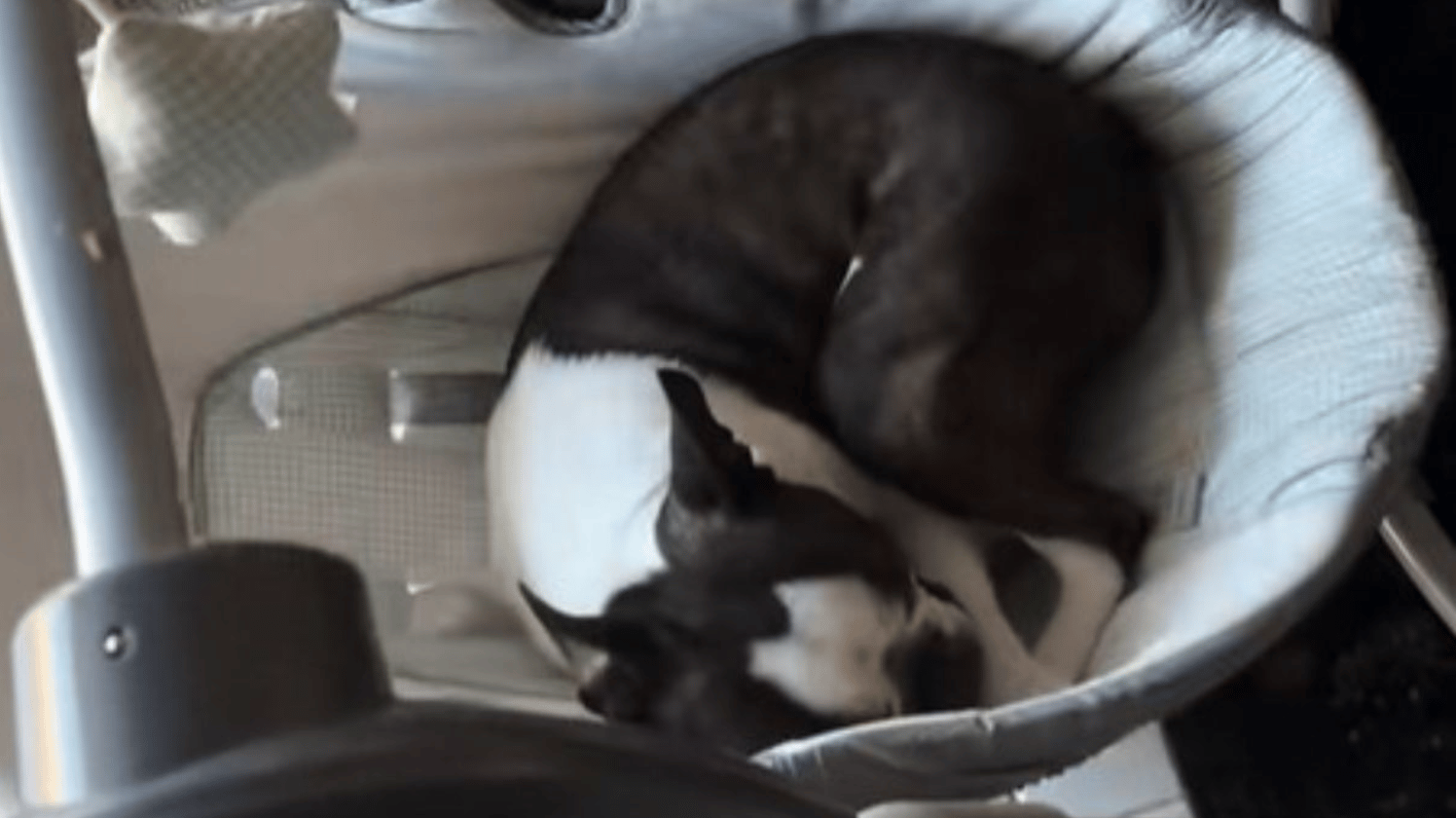 Image shows a dog taking a nap in a baby swing.