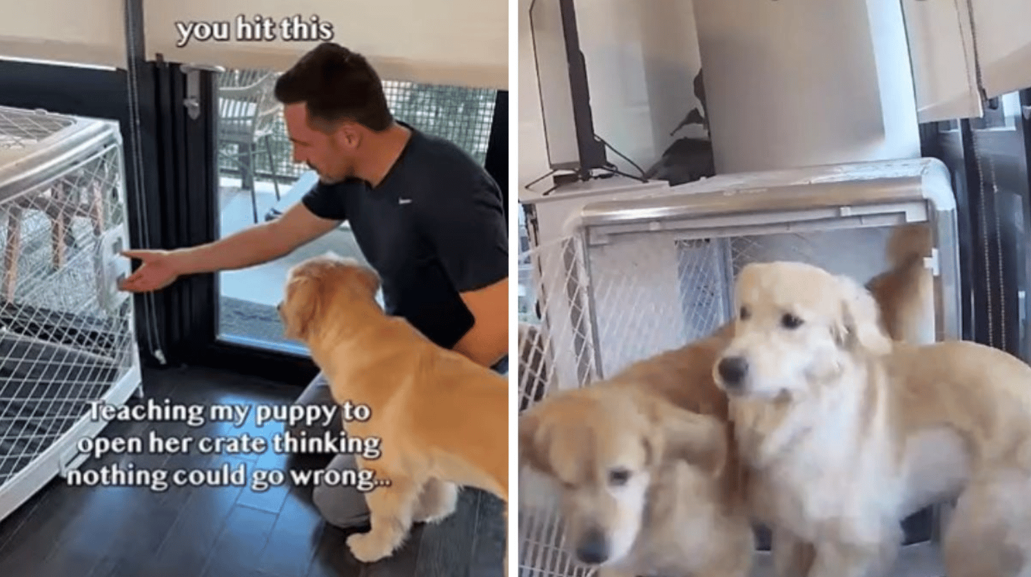 Left image shows a dog owner teaching his puppy to open her crate. Right image shows her freeing her sister and accomplice from the crate.
