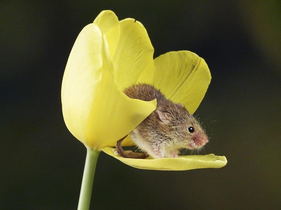 Sometimes you have to expect the unexpected. Beautiful little Harvest Mouse in a Tulip. Gorgeous little animal. Be prepared you never know what’s going to happen next.