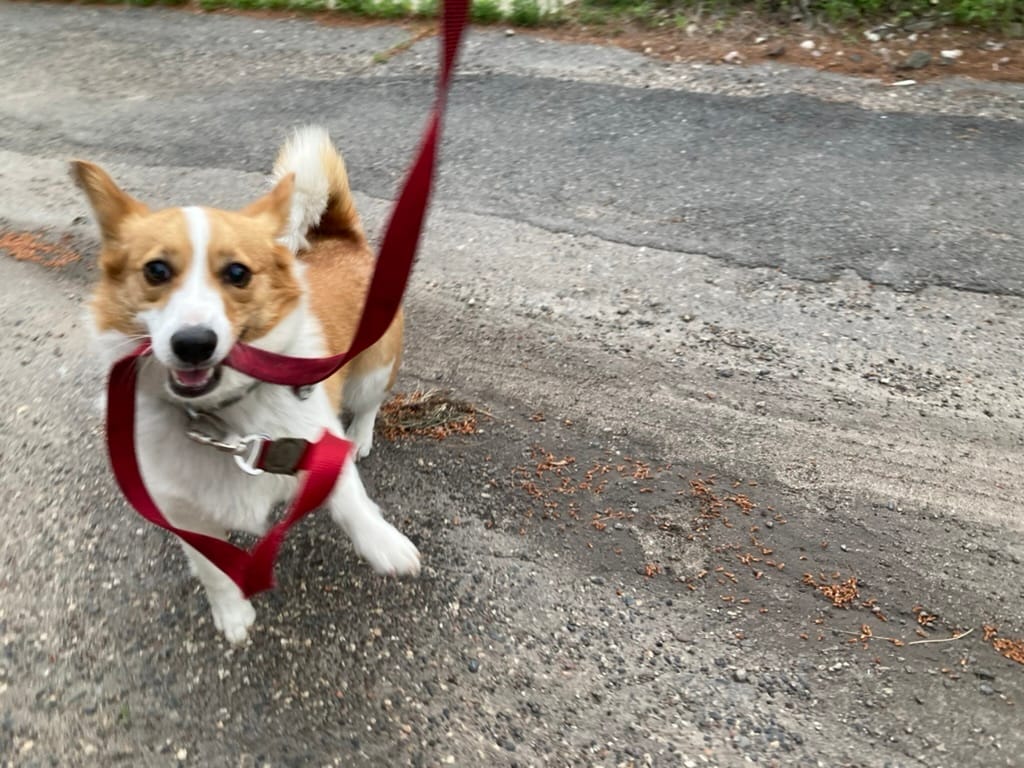 excited corgi with their own leash in their mouth on a sidewalk