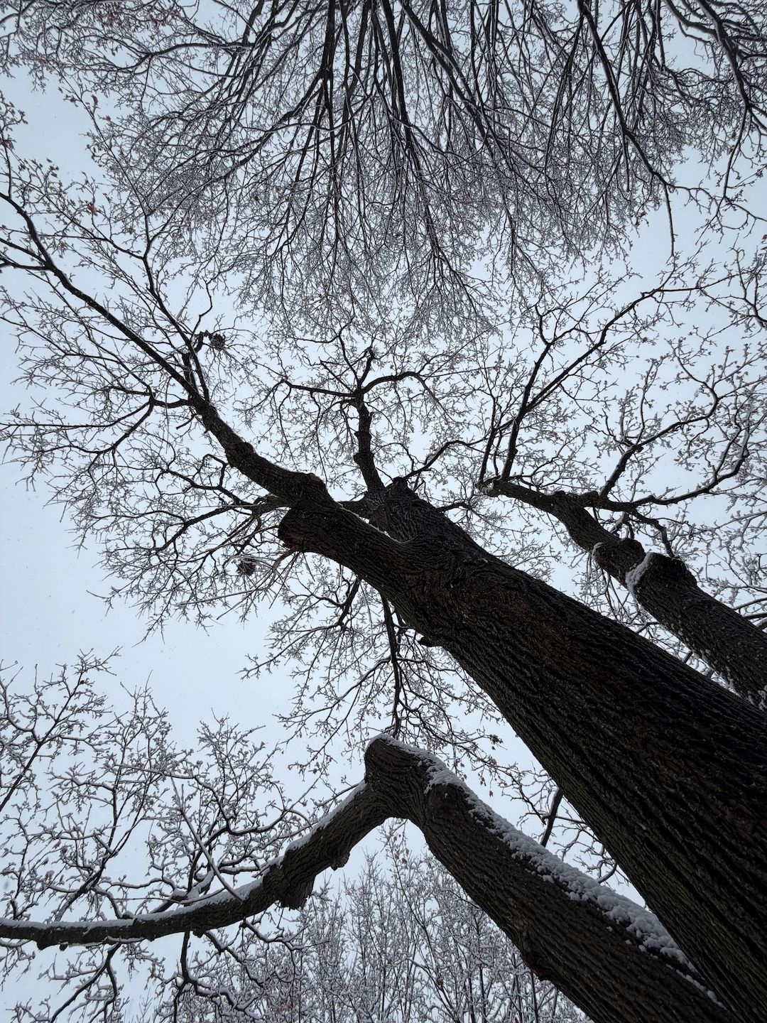 snowy branches from below