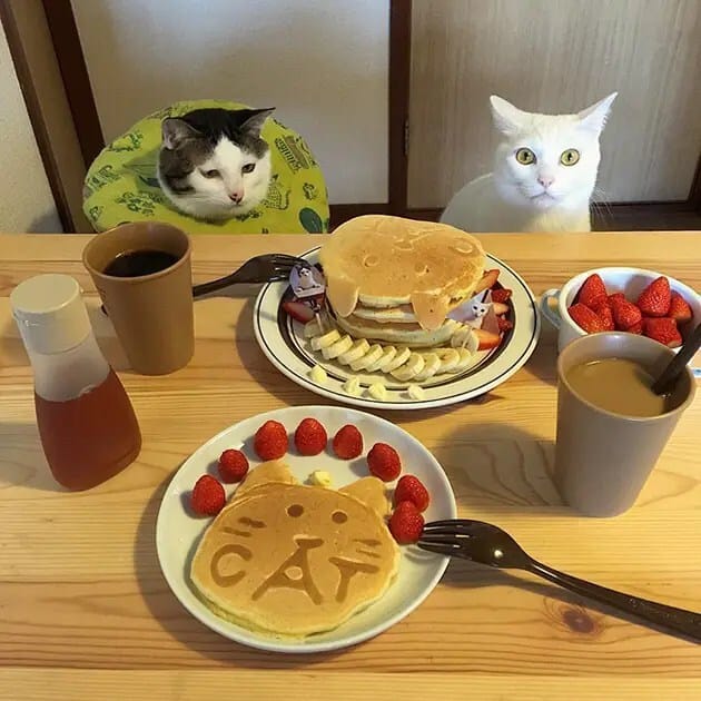gatos-observando-humanos-cenar-naomiuno-8