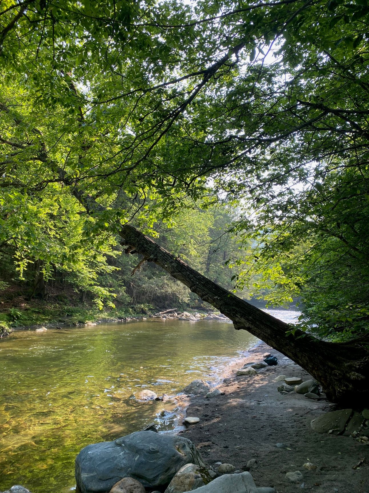 An oak tree growing at a steep slant over a river.