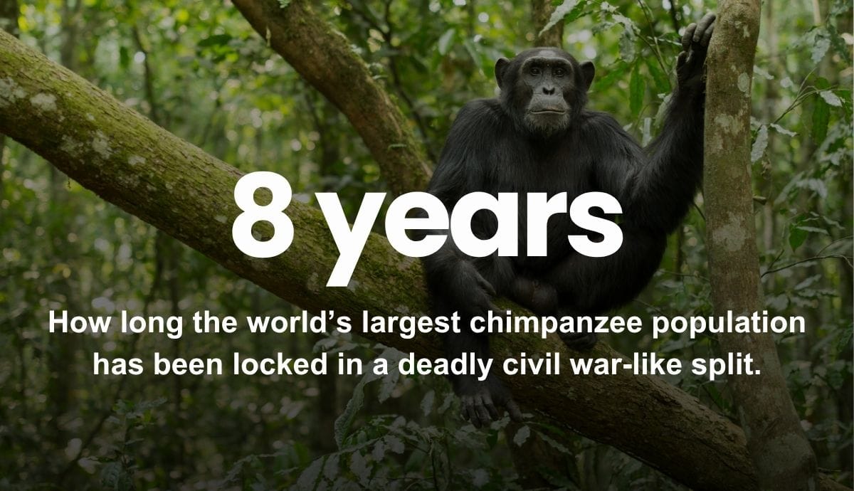 8 years - How long the world’s largest chimpanzee population has been locked in a deadly civil war-like split.
