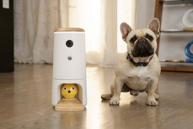 Pupple The connected object to entertain your dogs 1