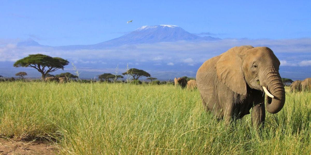 elephant gazing in the savannah