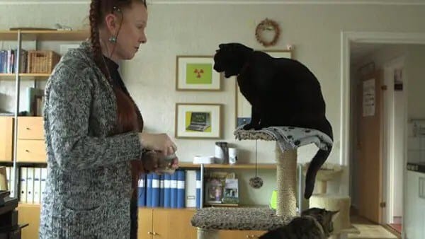 cat-language2-600x338