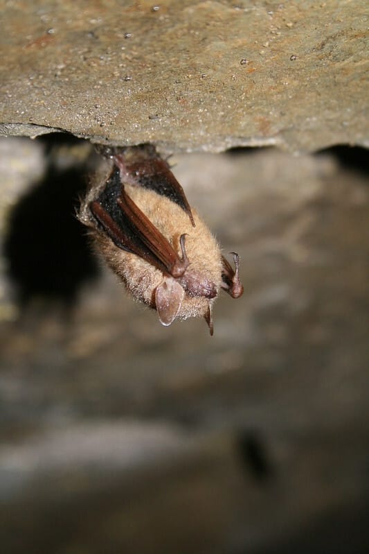 Tricolored bat handing upside down from a stone that is brown/yellow. The bat is also a yellowish brown and its wings are reddish brown