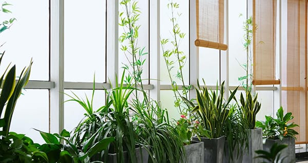 Plants on a windowsill.