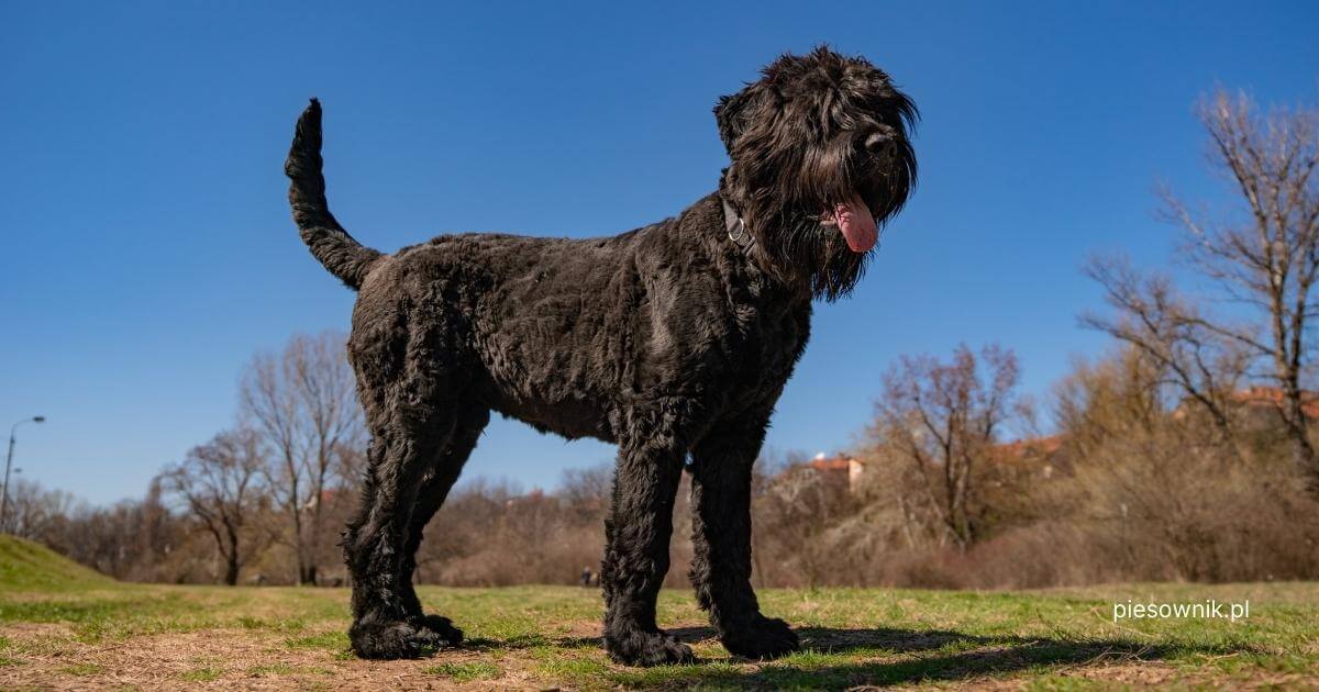 pies czarny terier rosyjski stoi na tle nieba i drzew bez liści