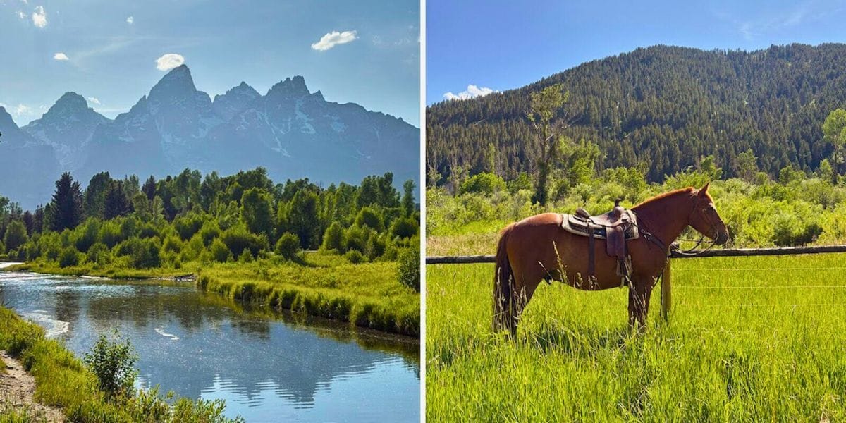 a horse in Montana