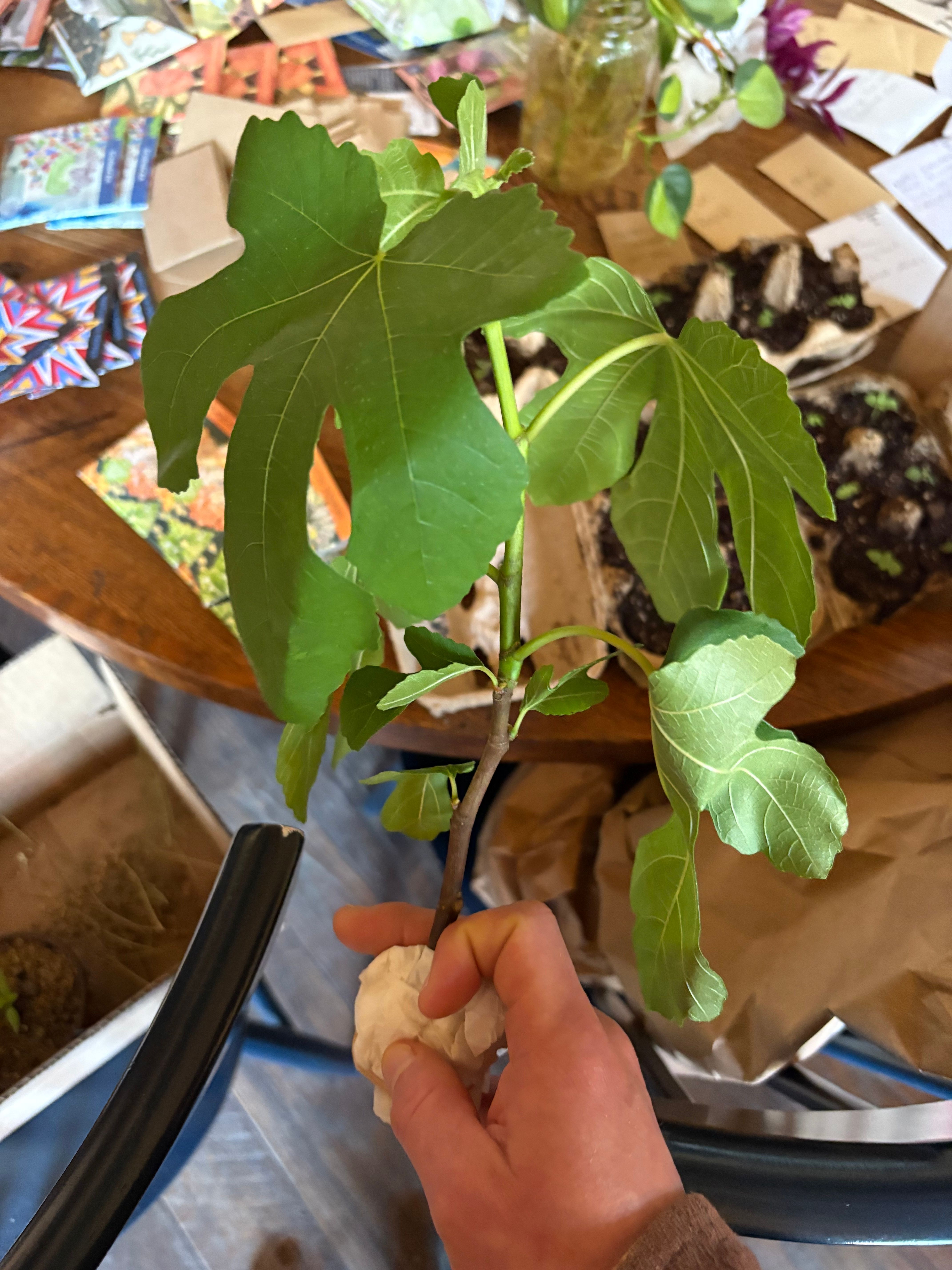 a fig tree cutting with a table strewn with seeds behind