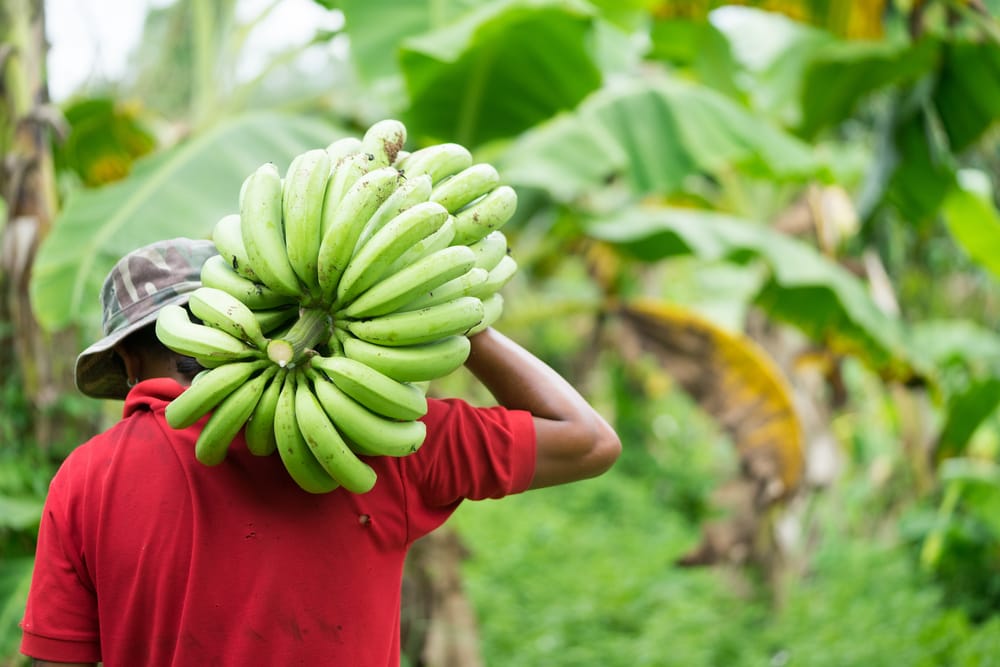 Brazilian organic products such as sugar and honey have gained popularity overseas. Photo: MIA Studio/Shutterstock