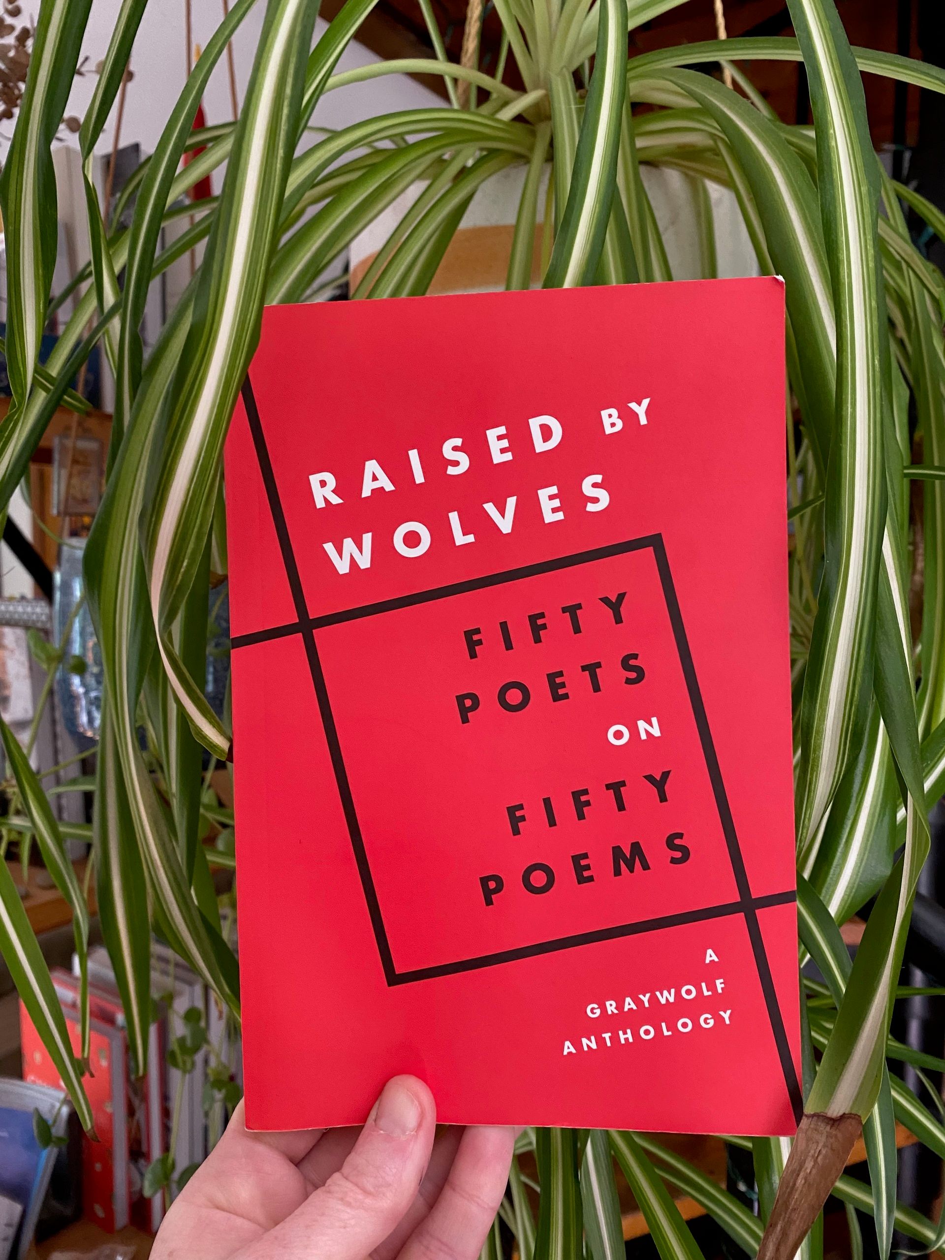 I’m holding up this book in front of a hanging spider plant.