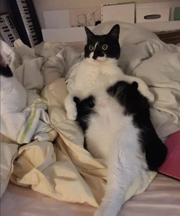 cat-scare-2