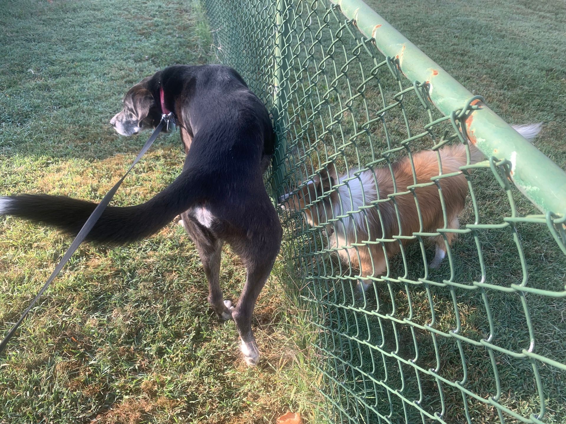 A large black-and-white dog with a grizzled muzzle pees on a green chain-link fence, while on the other side of it, a small sheltie sniffs the target area.