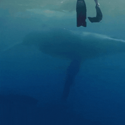 humpback whales