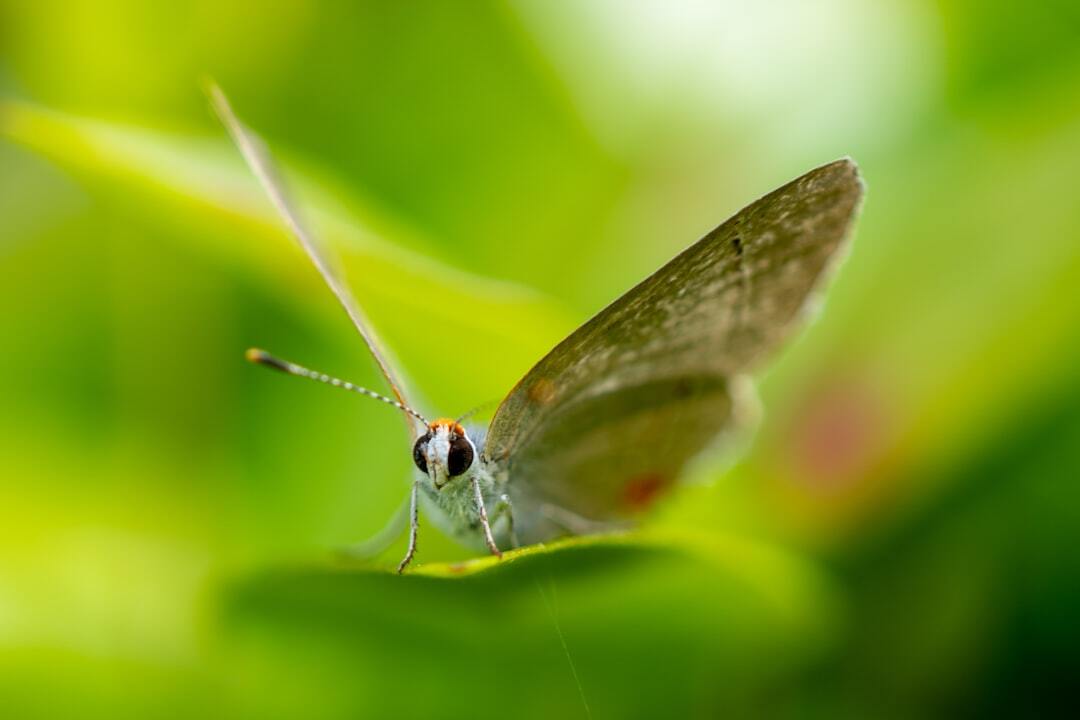 Cute moth on a leaf.