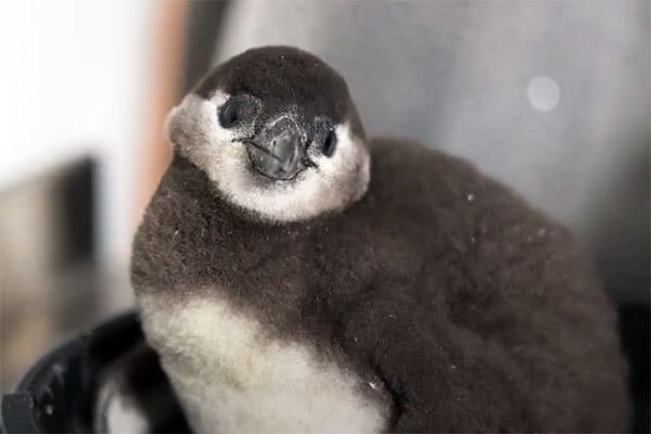  African Penguin Chick