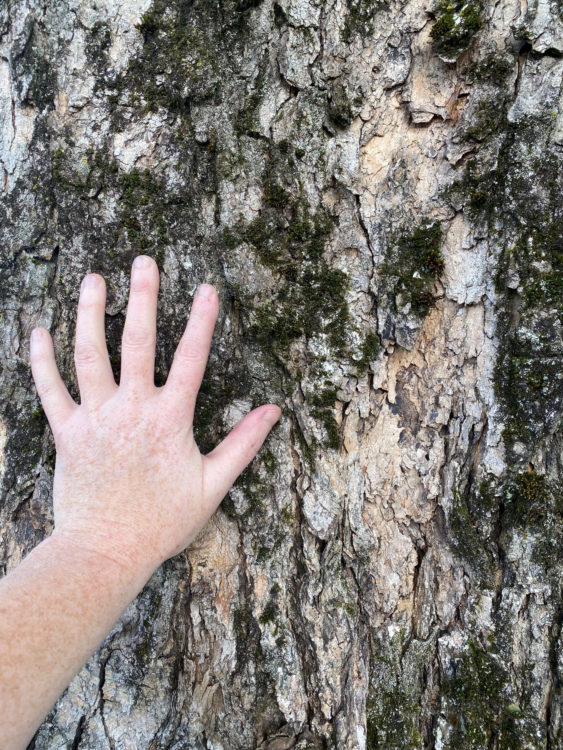 My hand on the bark of a sugar maple.