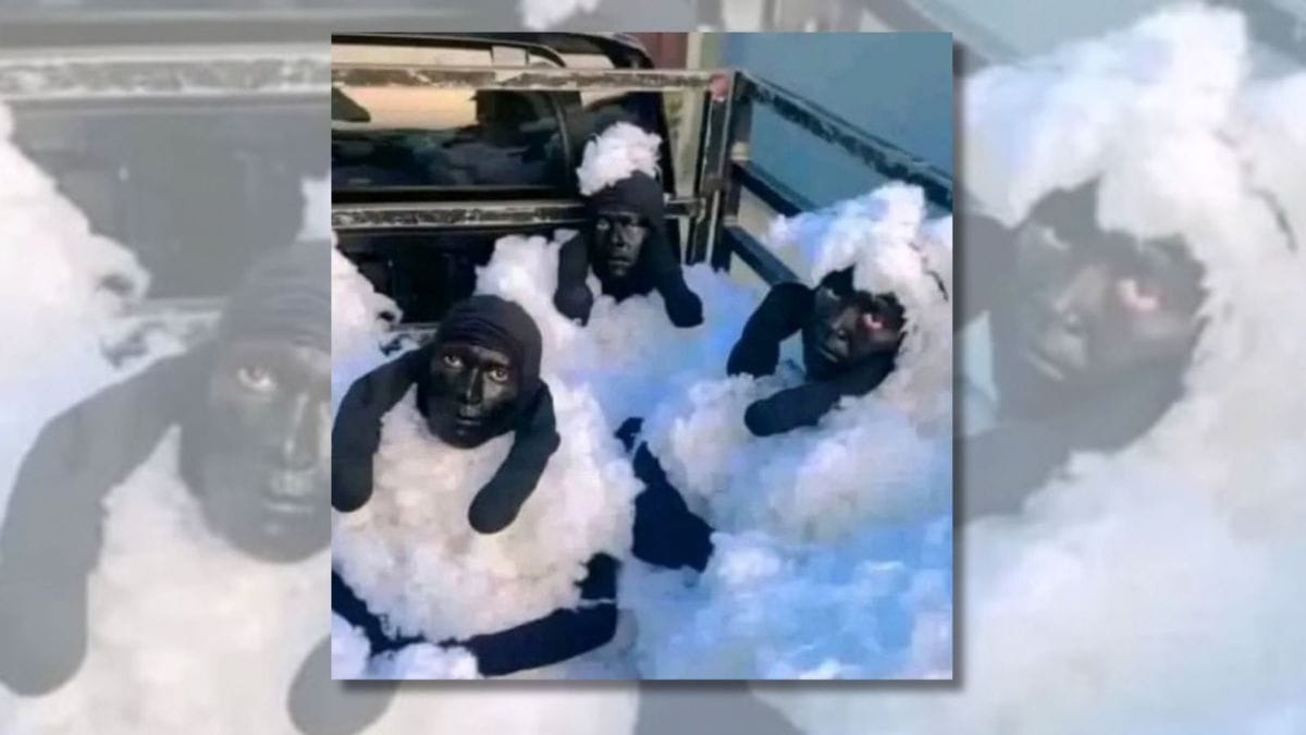 A photo shows three people wearing sheep costumes.