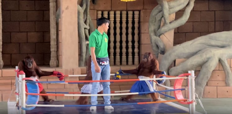 Orangutan Show at Phnom Penh Safari
