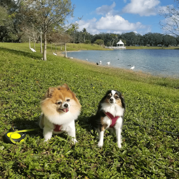 Dog Friendly
