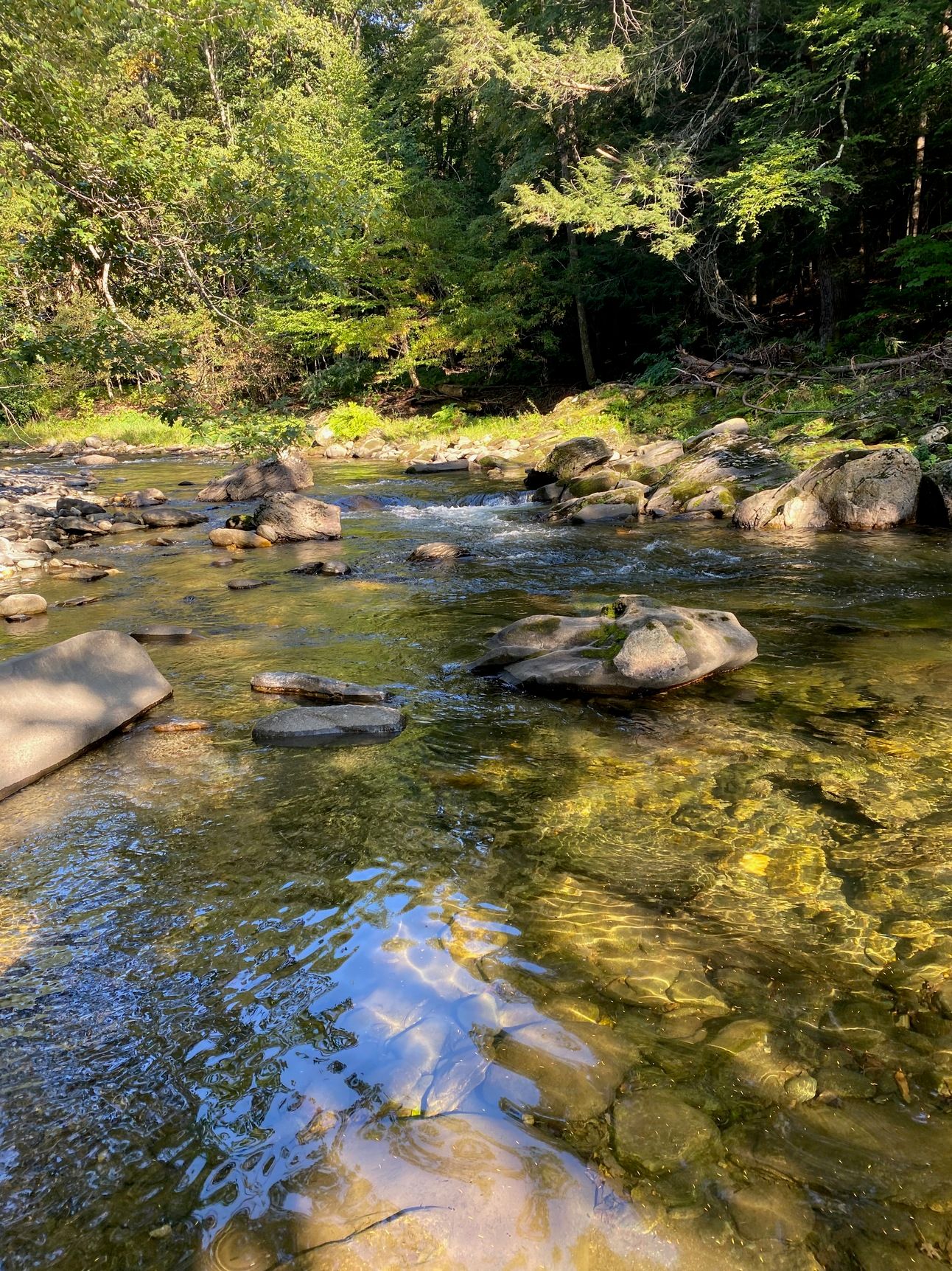 A sunlit river full of clear, rushing water and flat stones.