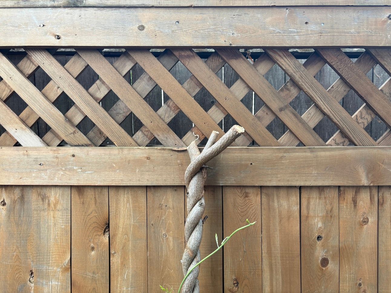 A twisted, chopped-off trunk of wisteria, with no leaves or flowers or vines, in front of a latticed fence.
