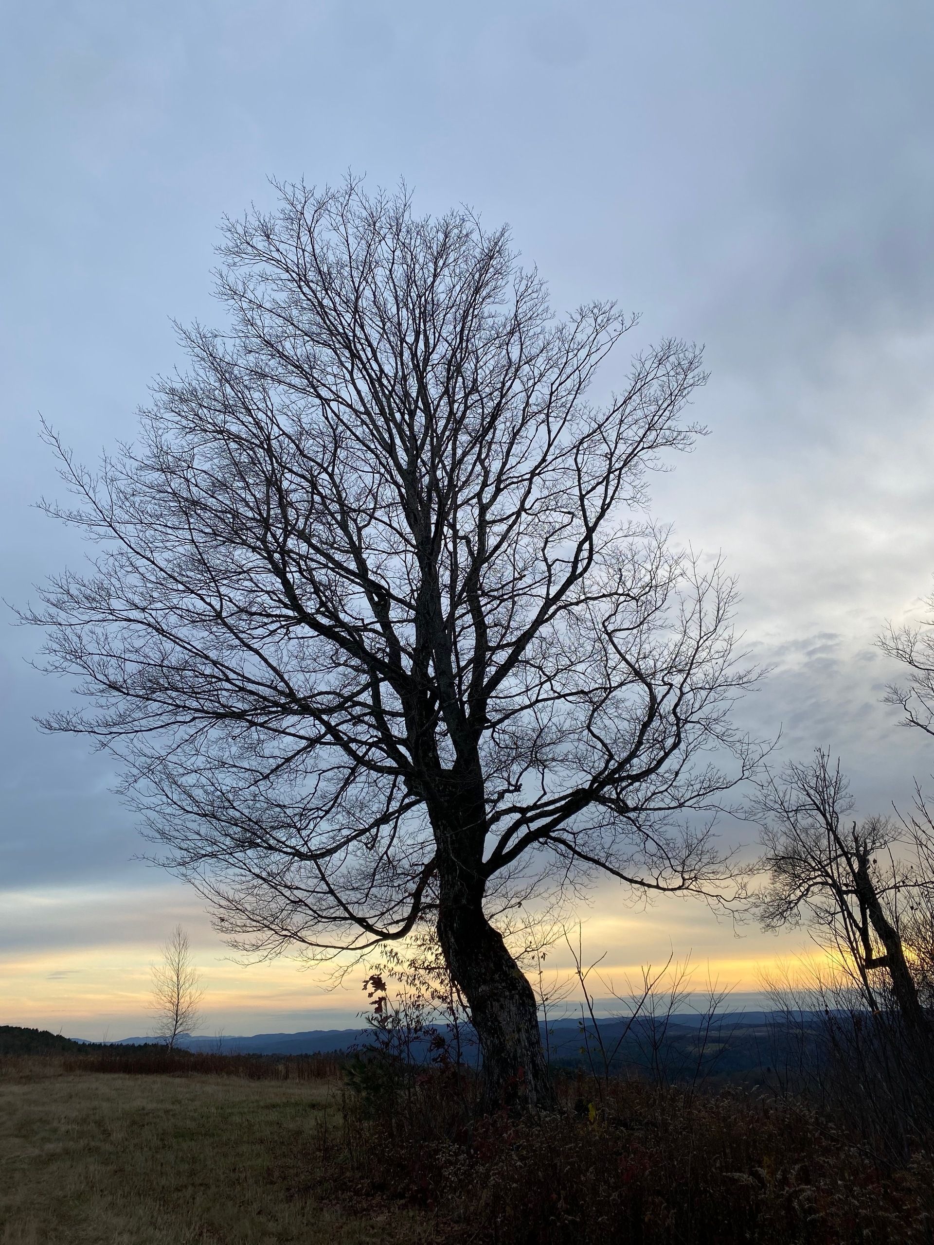 A large sugar maple on a ridgetop meadow at sunset, its branches dark against the silver-blue sky and gold horizon.