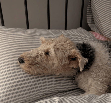 A fox terrier with his head on a pillow