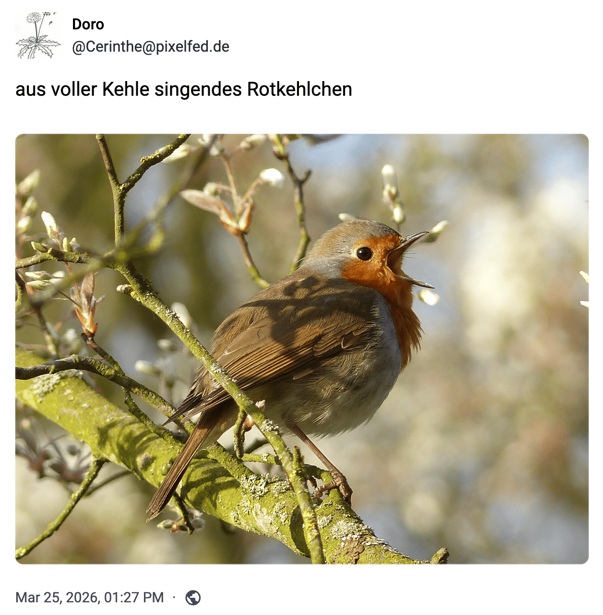 aus voller Kehle singendes Rotkehlchen