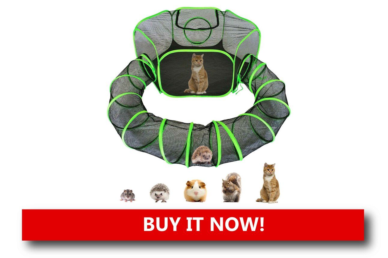 Small Animal Playpen Alt text: A foldable mesh playpen set up indoors, with toys scattered inside and a ferret exploring the perimeter with curiosity.