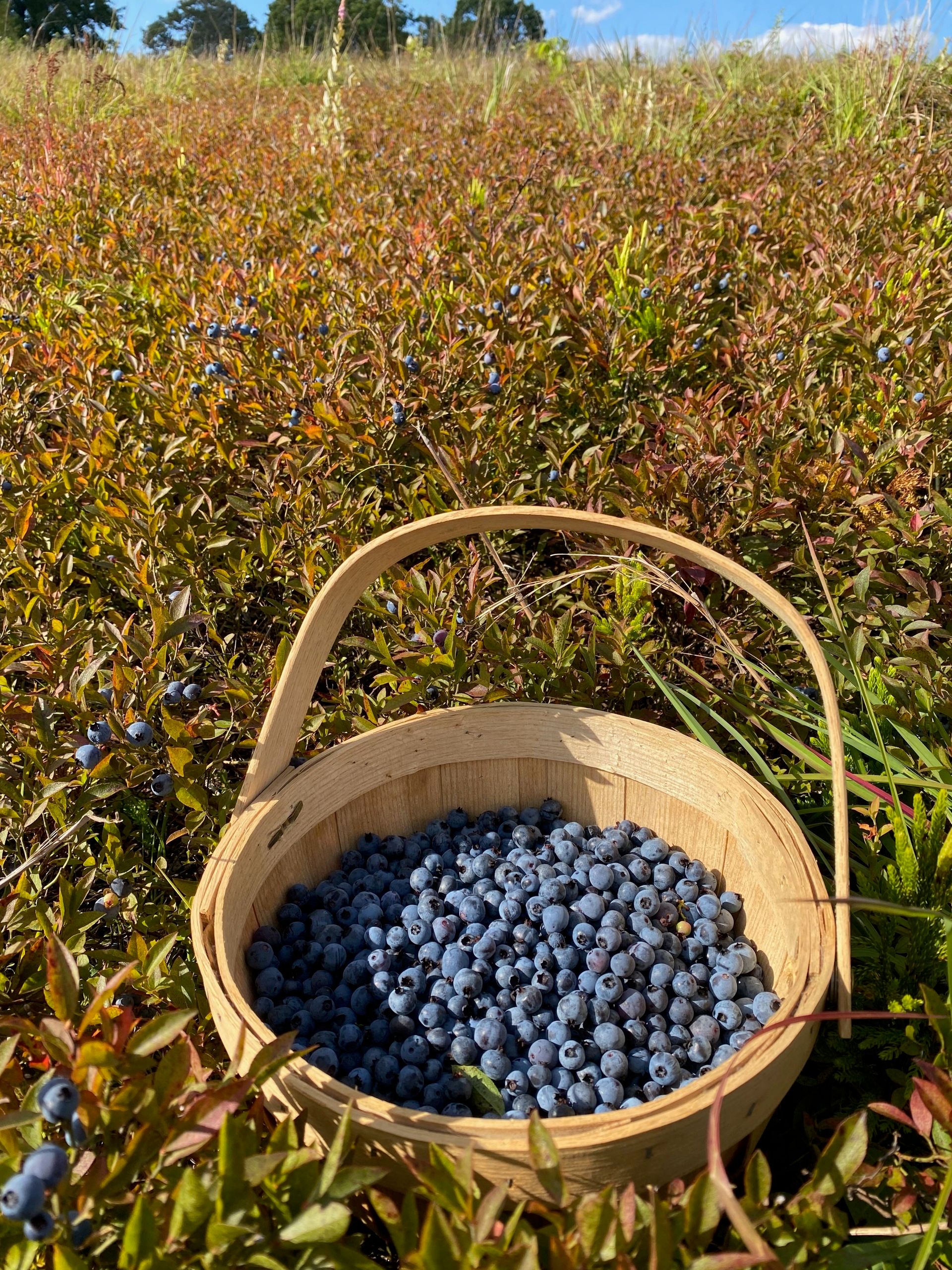 A basket of blueberries sitting in the sun in a field of lowbush blueberry plants.