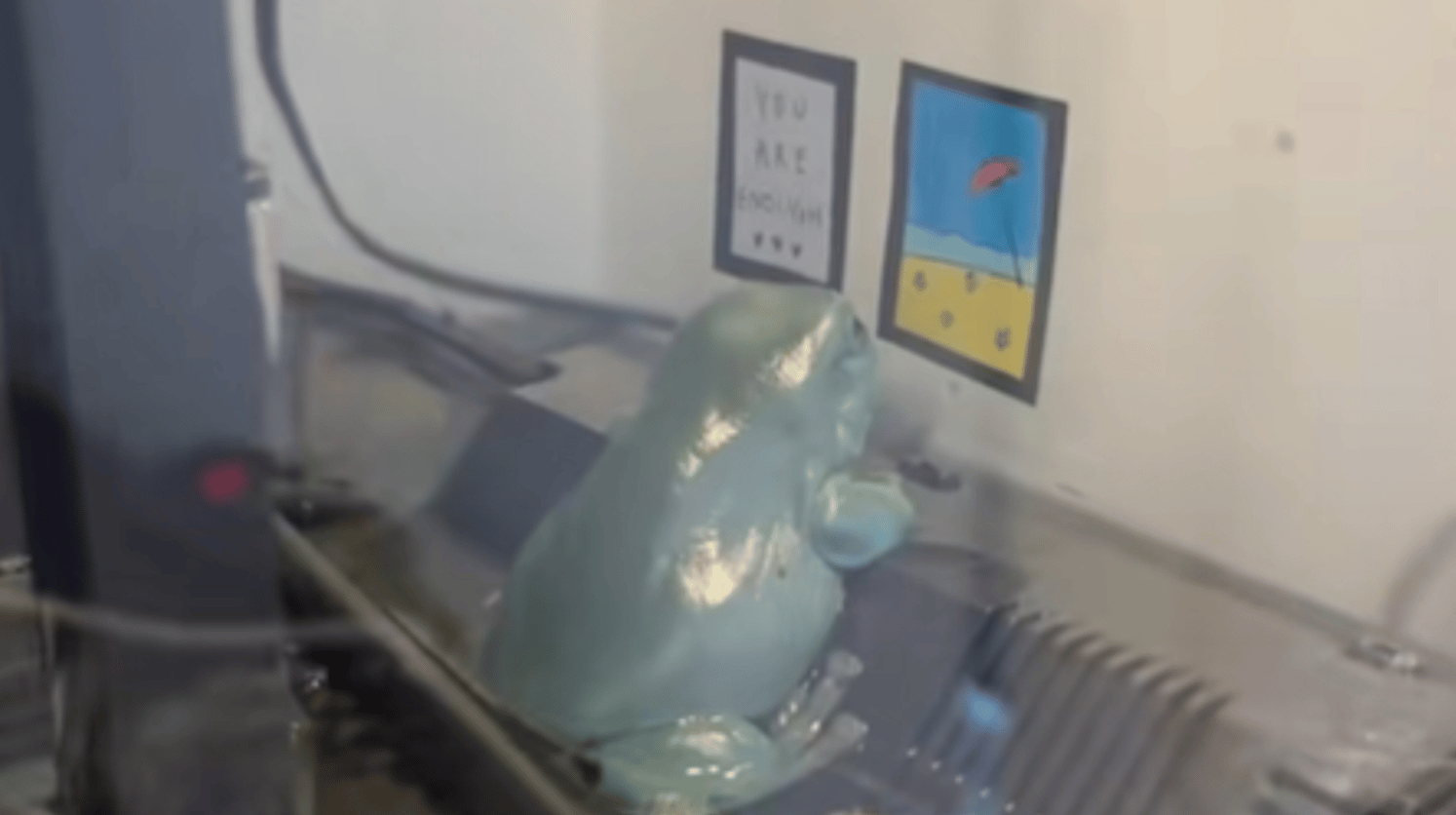 Side view of a frog inside a terrarium. The frog leans against the glass wall, looking up at the mini art that has been taped to the outside of the glass.