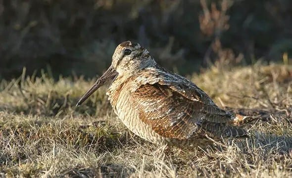 a-woodcock-719688