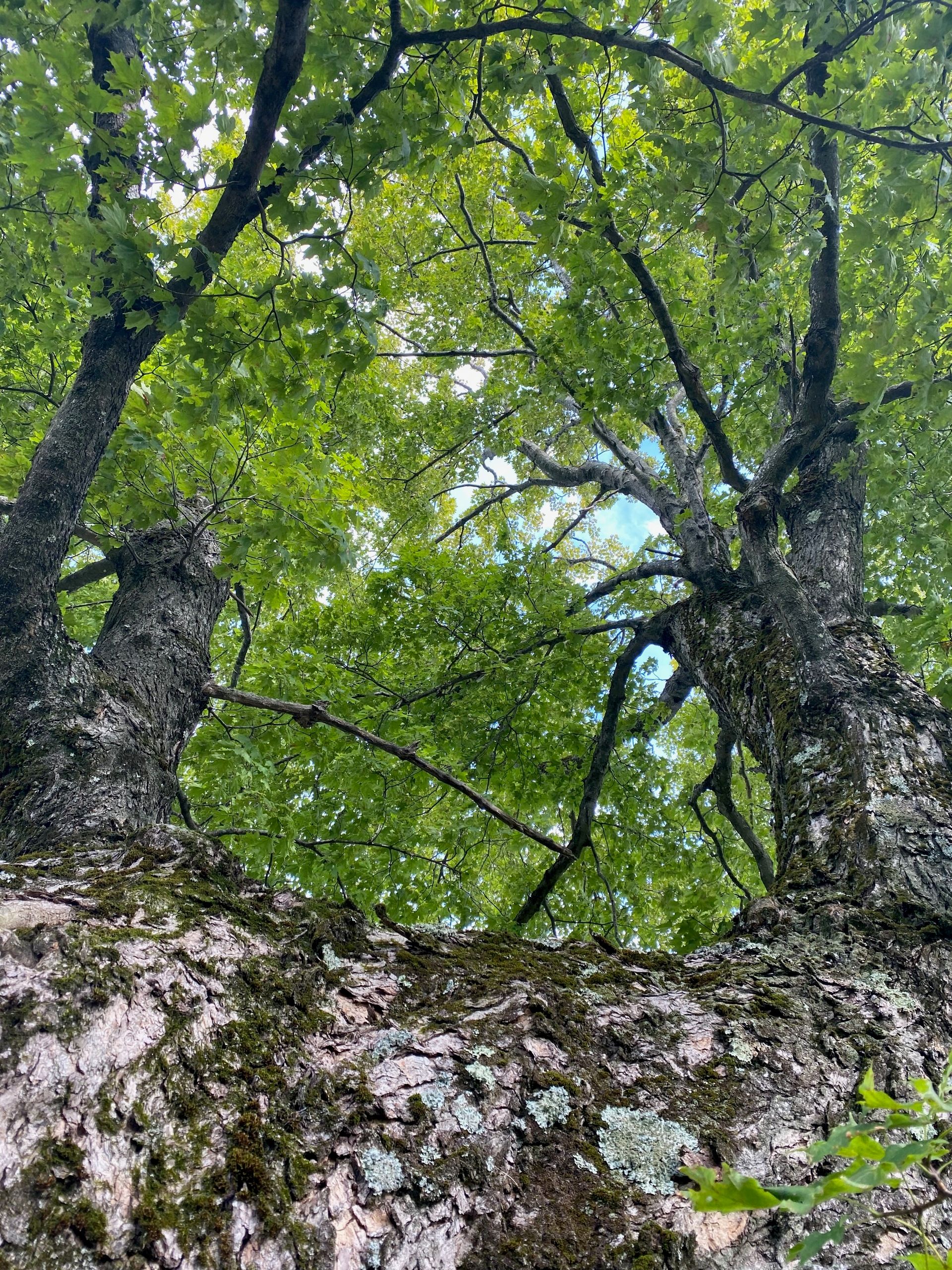 View looking up of a huge old sugar maple with two massive trunks and a lush green canopy.