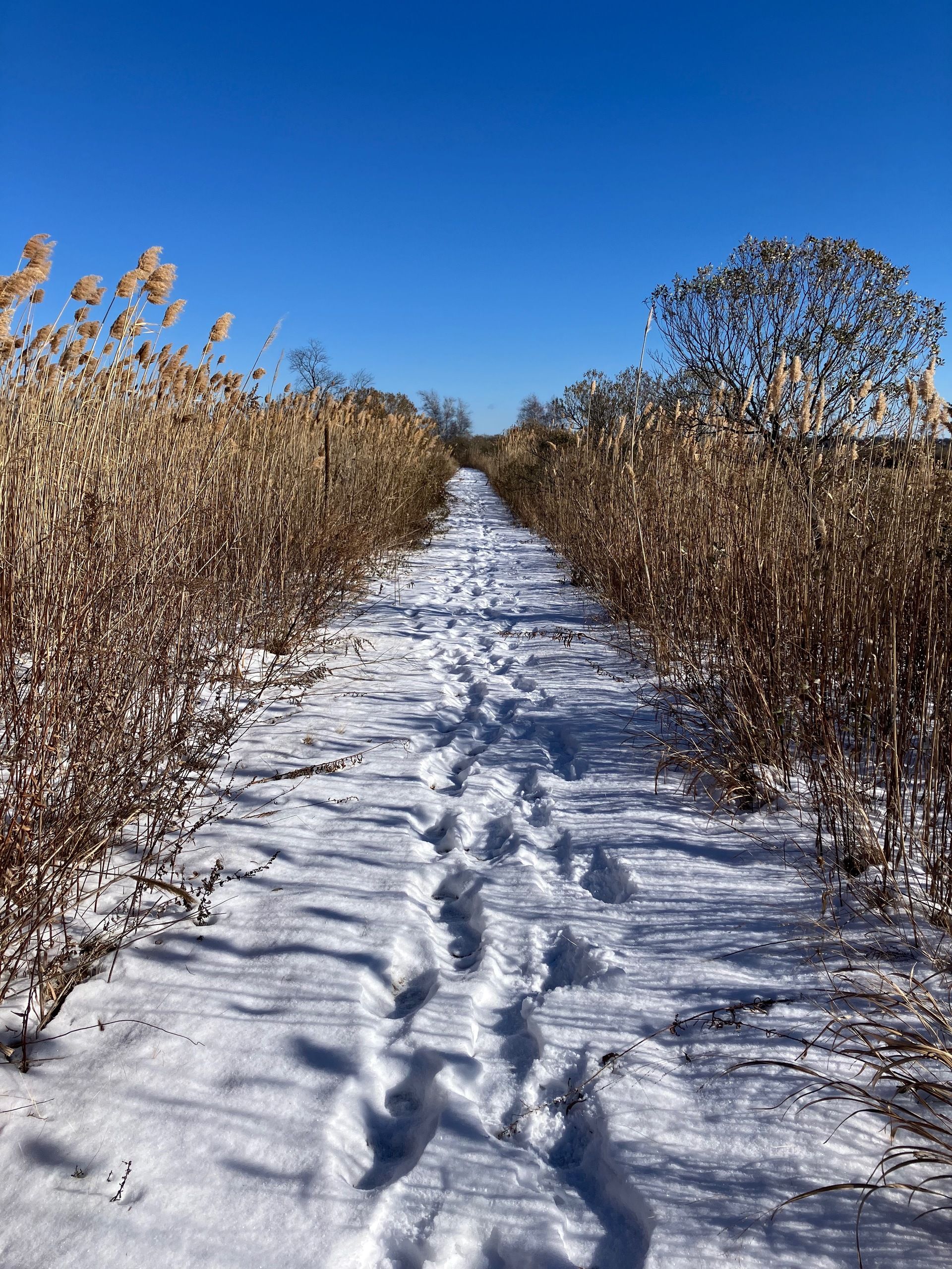 A snowy path is in front of us with footsteps from one or two people. The path is lined by marsh grasses and a deep blue sky is above and in the distance. 