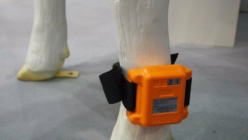 Estrus Detection System for Cattle wearable cows